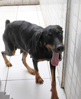 Foto do animal disponível para adoção