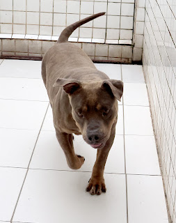 Foto do animal disponível para adoção