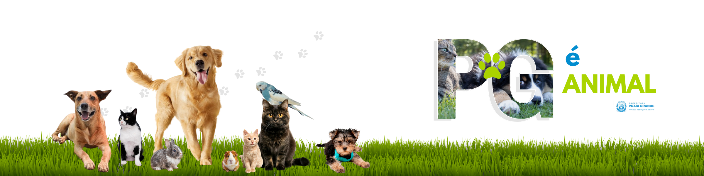 Banner informativo sobre o Portal Pet PG.