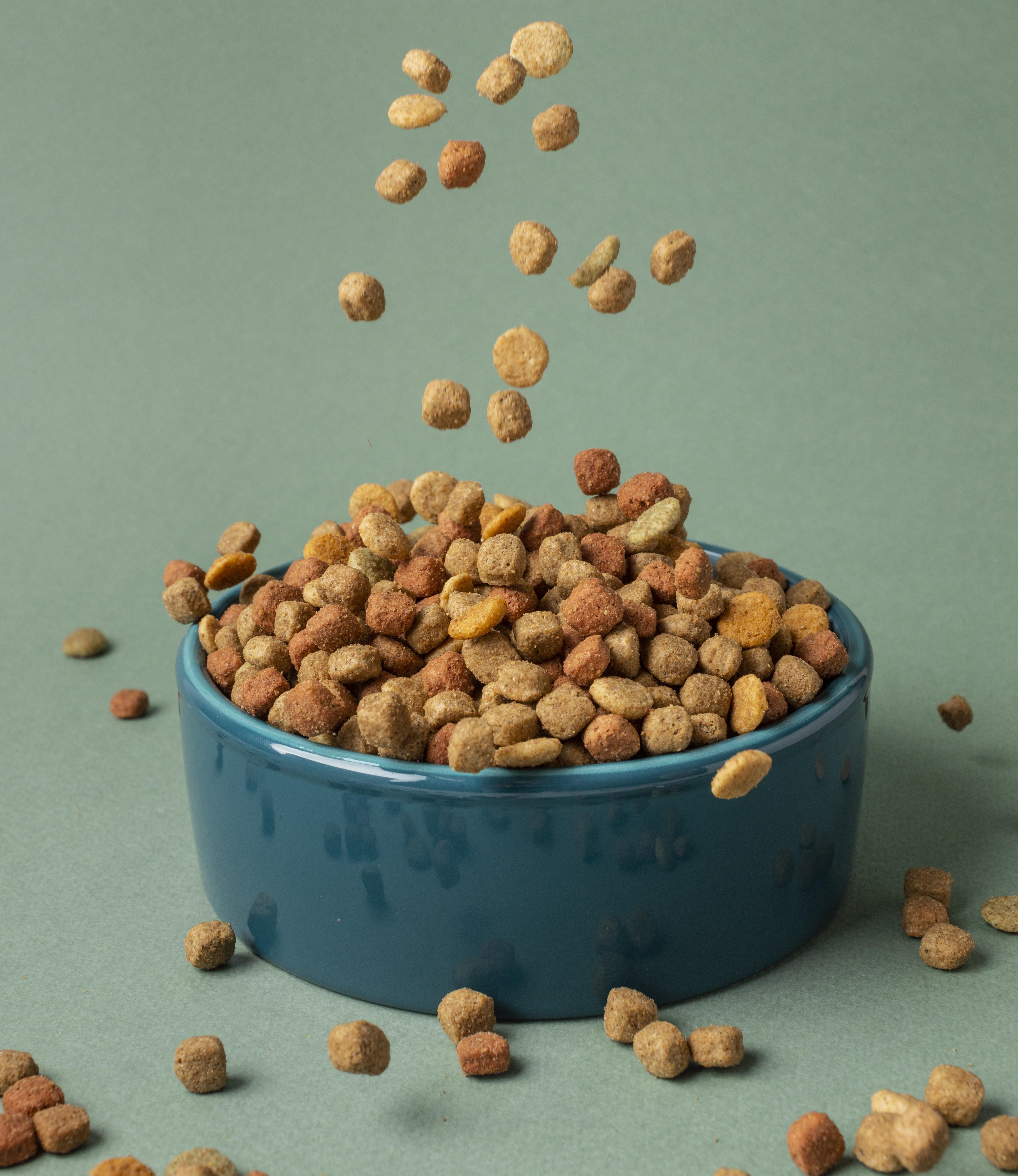 Imagem ilustrativa sobre alimentação pet